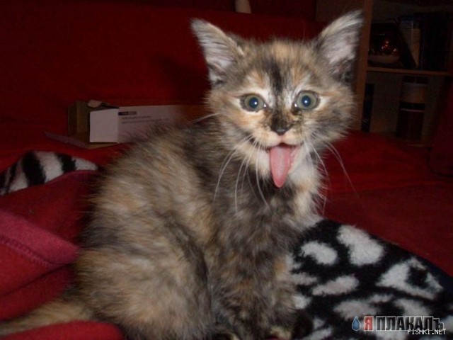 Коты, кошки, котята