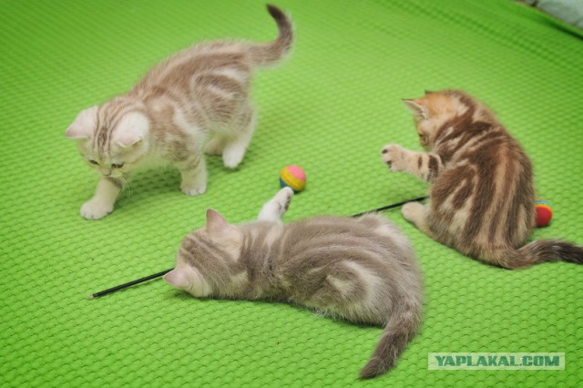 Котовторник 19.01.2016