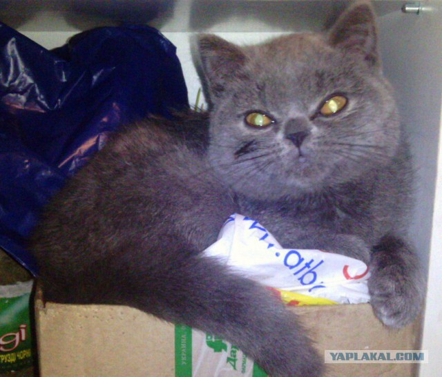 Котовторник 02.02.2016