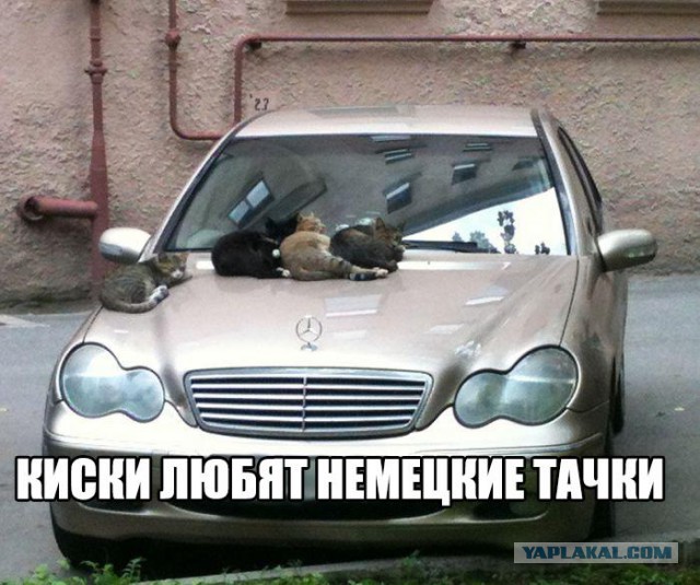 Скотинки - Животинки