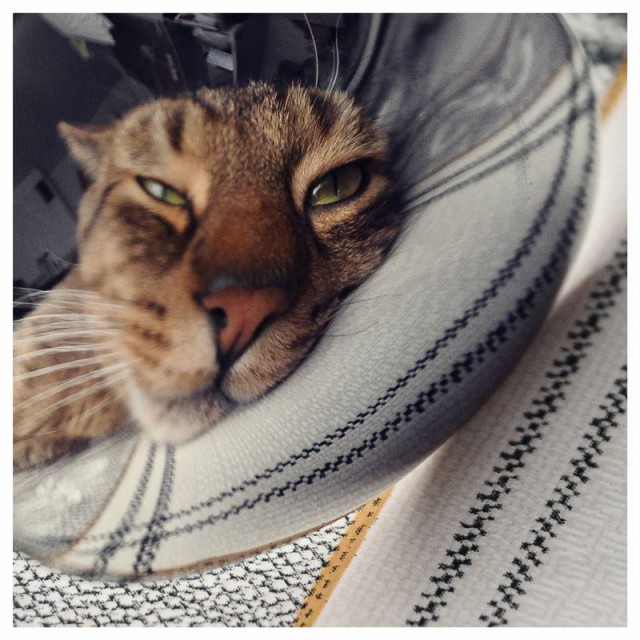 Воскресная подборка картинок