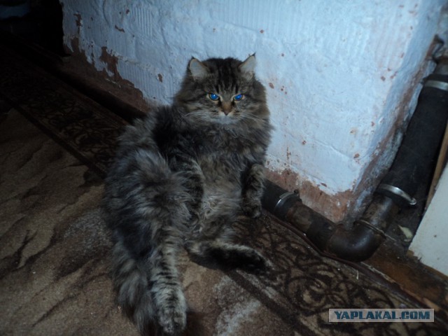 Восьмомартовский котовторник