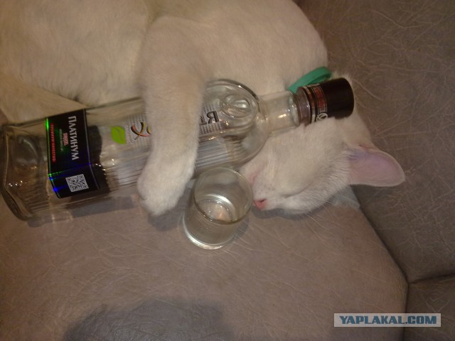 Прикольные животные