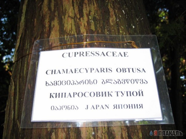 Баобаб! Самое большое дерево