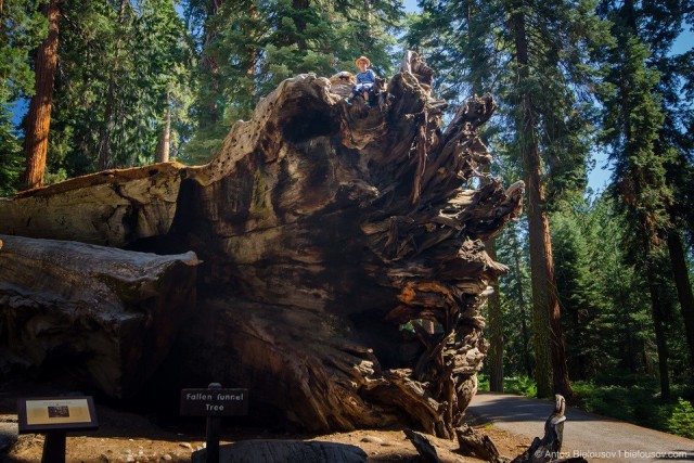 В Калифорнии рухнула «Первая хижина»: циклон повалил знаменитое дерево-туннель