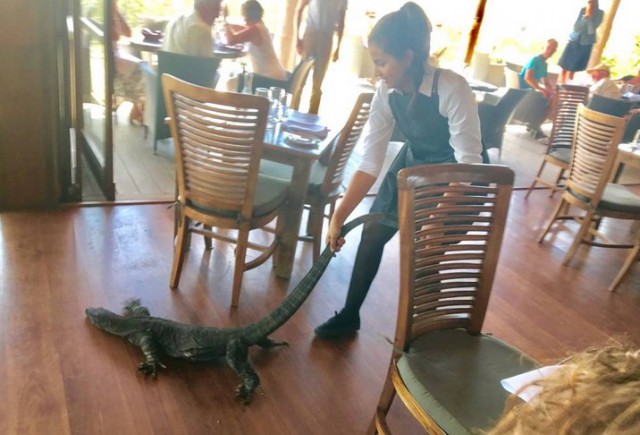 В Австралии бесстрашная официантка спасла посетителей от гигантской ящерицы