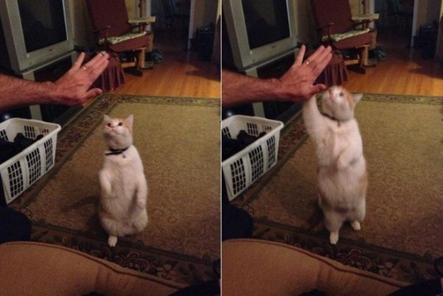 Коты и Кошки