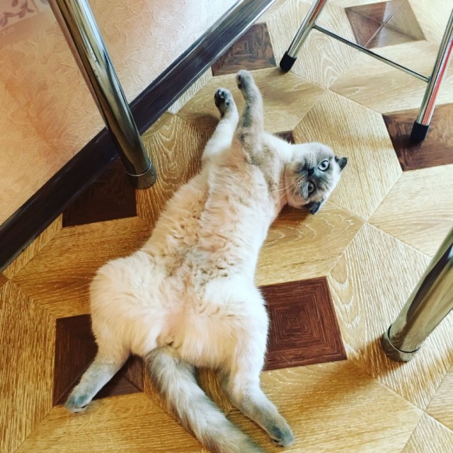 Коты и Кошки