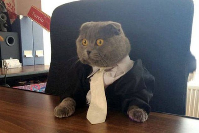 Коты и Кошки