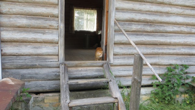 Котовторник 04.07.17