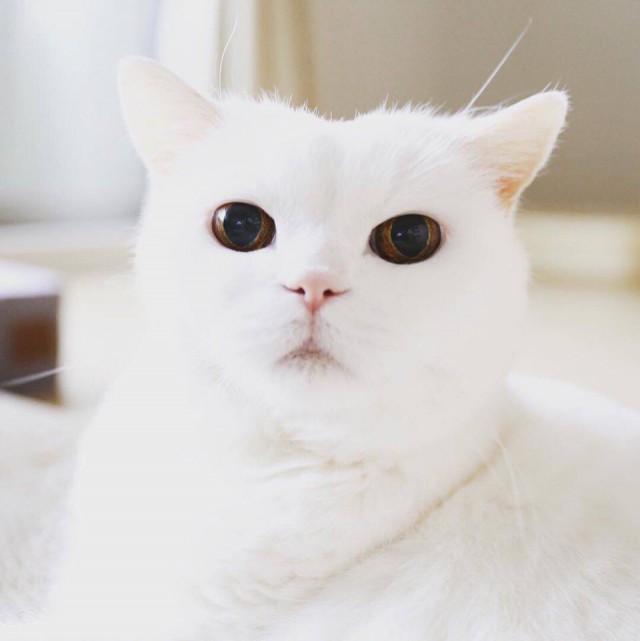 Коты и Кошки