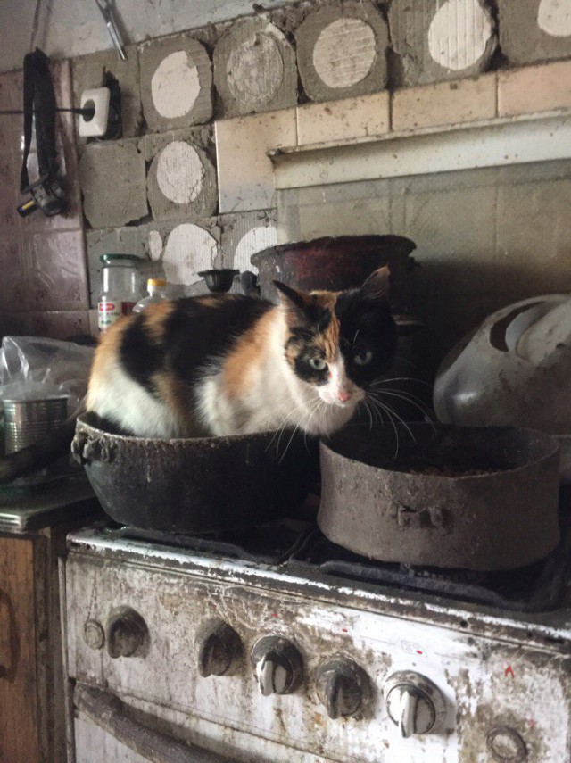 Коты и Кошки