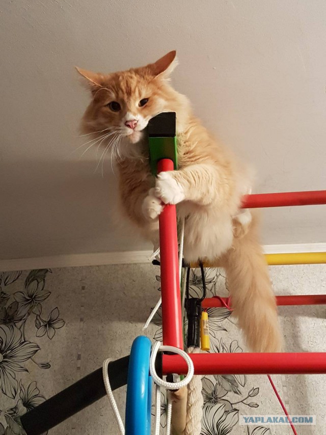 Коты и Кошки