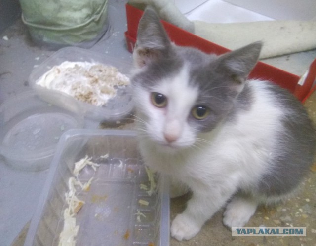 Котовторник 31.10.2017