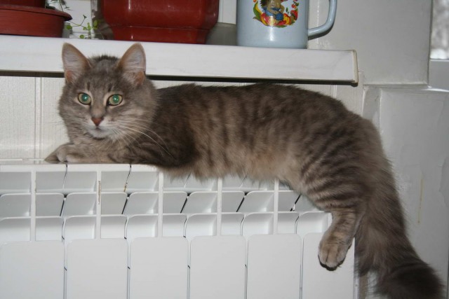 Коты и Кошки