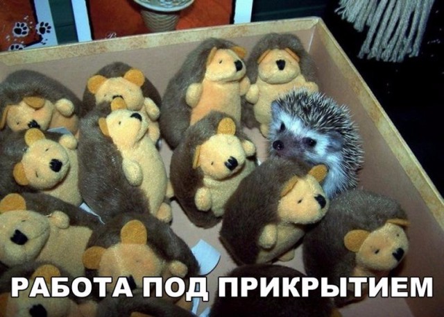 Подборка забавных животных