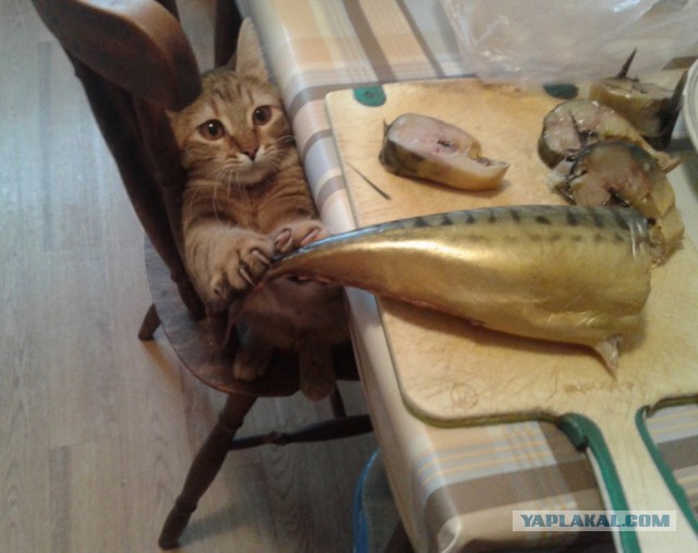Когда повезло с котом.