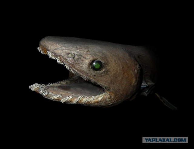 В Португалии поймали доисторическую акулу-монстра