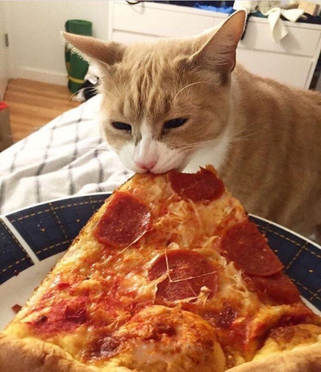Коты и Кошки