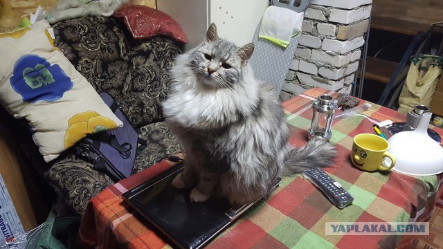 Котовторник  05.12.2017
