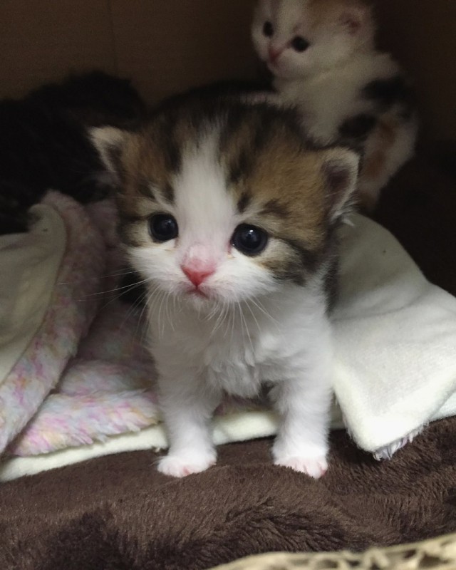 Коты и Кошки