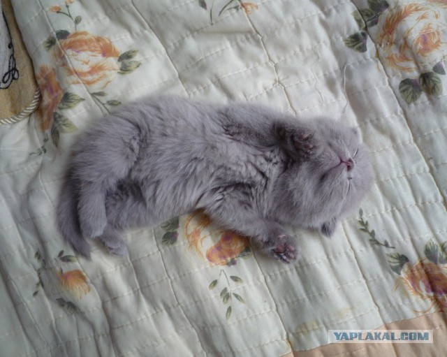 Котовторник  23.01.2018