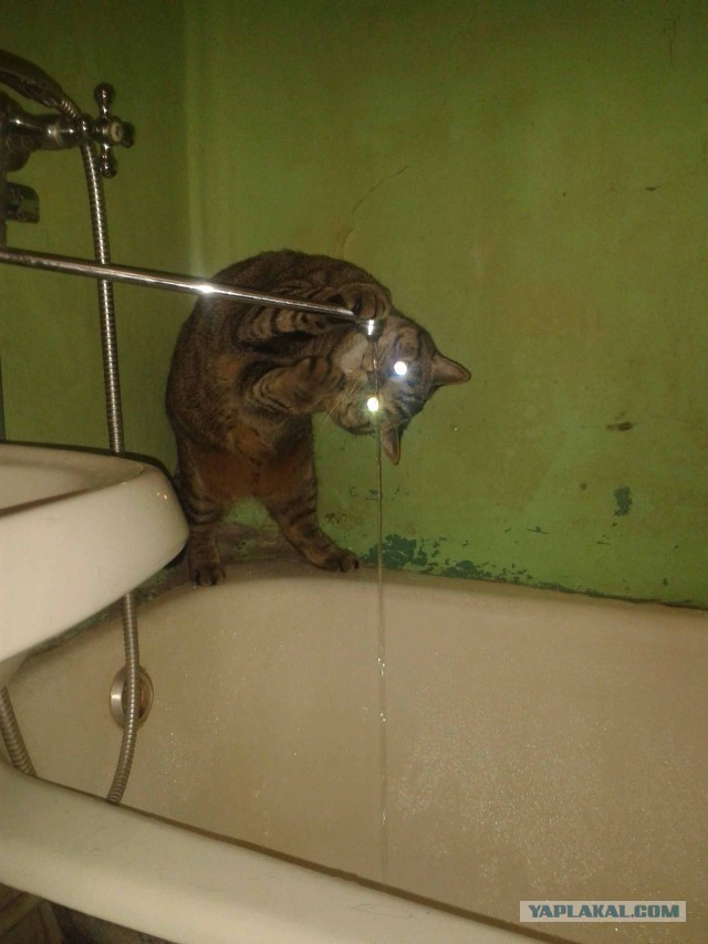 Котовторник 22.05.2018