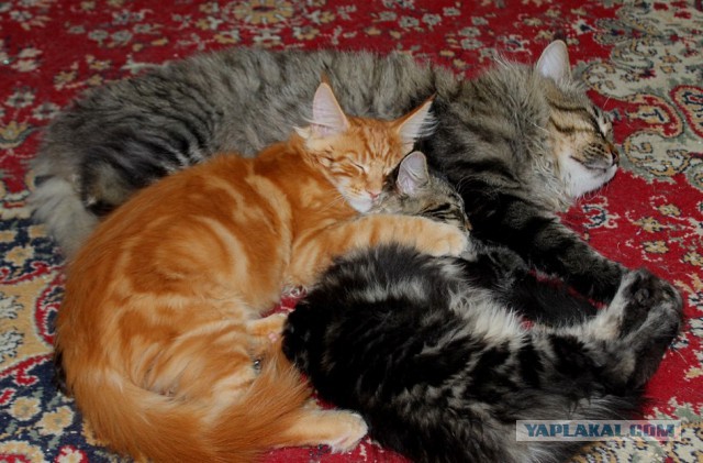 Котовторник 19.06.2018
