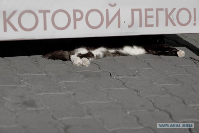 УРРААА ! Котовторник на ЯПлакалъ !