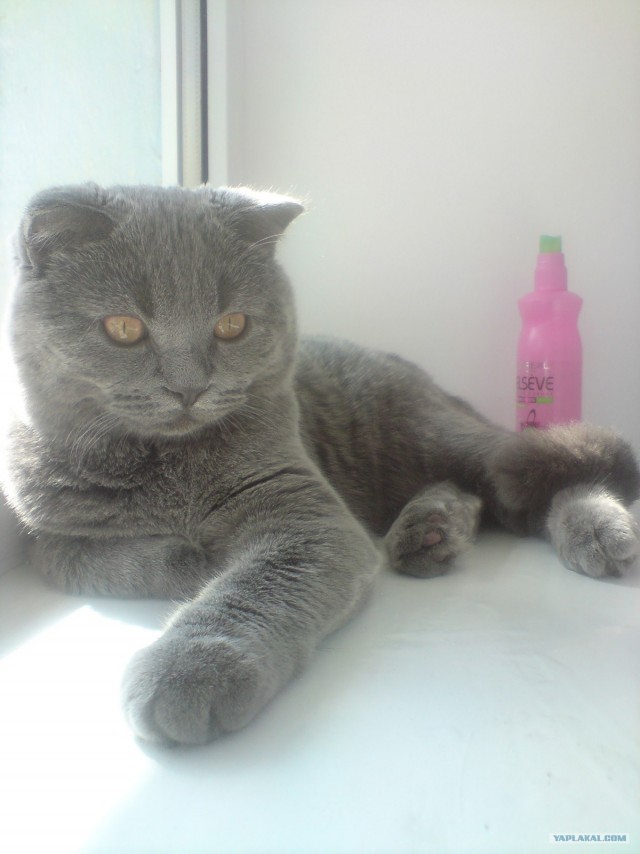 Котовторник!