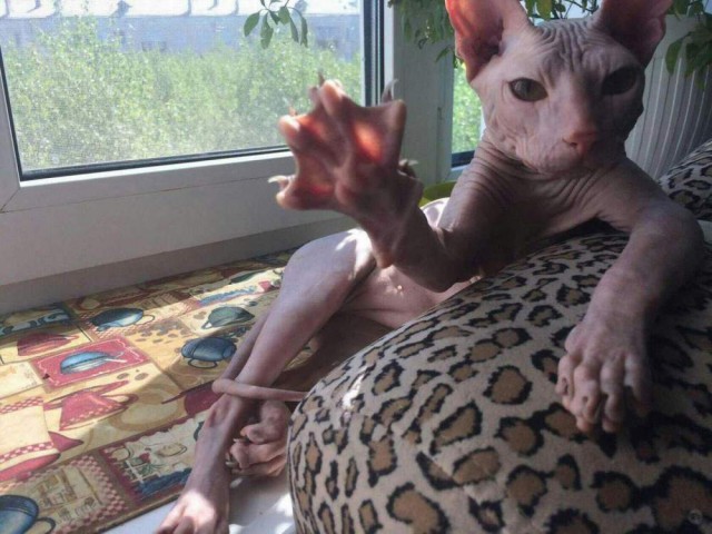 Немного милоты