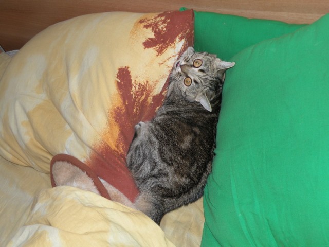 Это у котов-то эмоций не бывает?!