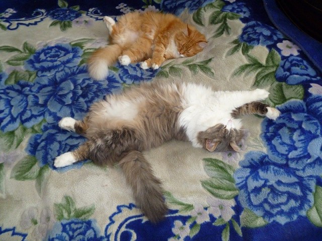 Первый котовторник июля