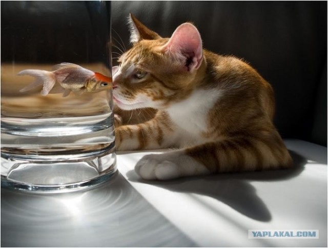Котовторник! 11.10.11