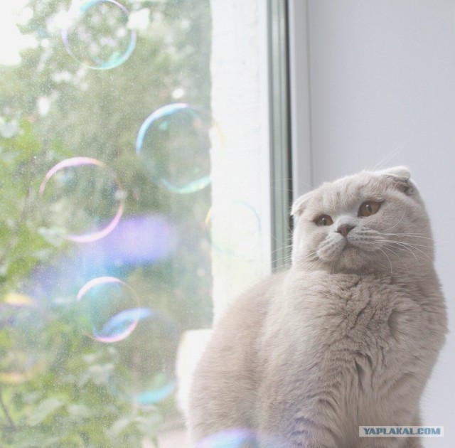 Котовторник 20.12.2011
