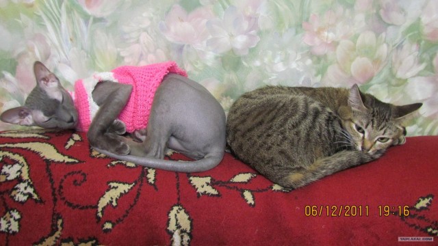 Котовторник 17 января