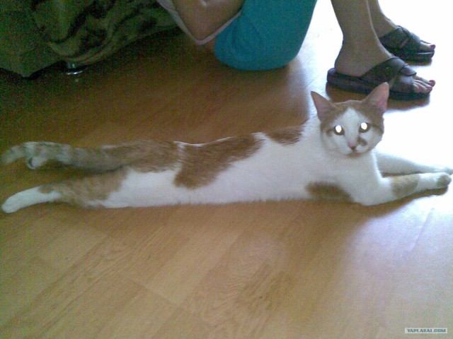 Котовторник 27.03.2012