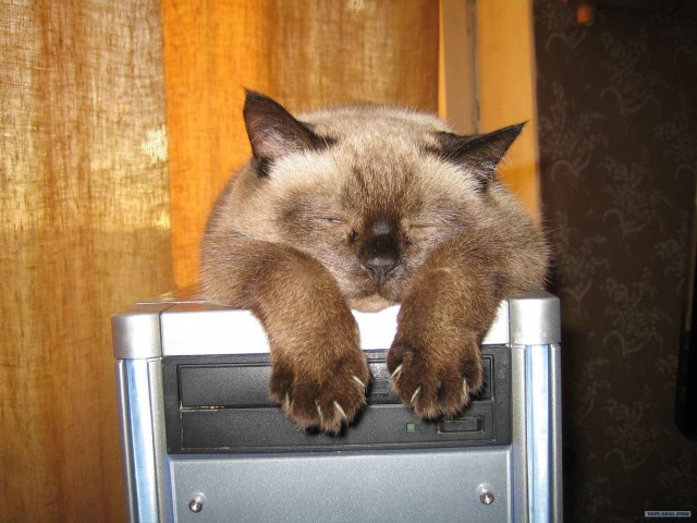 Котовторник (15.05.2012)