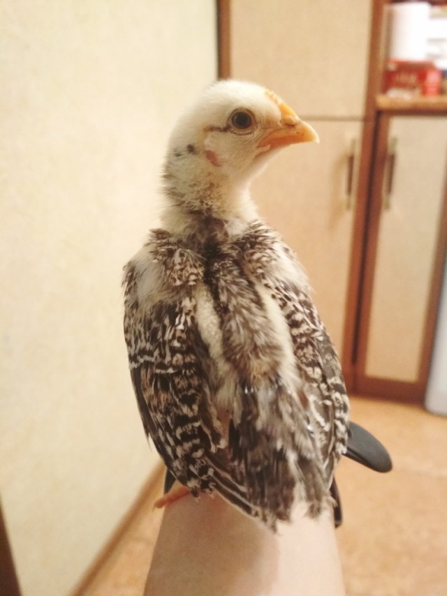 Живность из сети