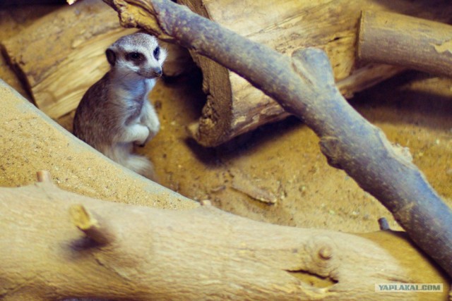 Московский зоопарк