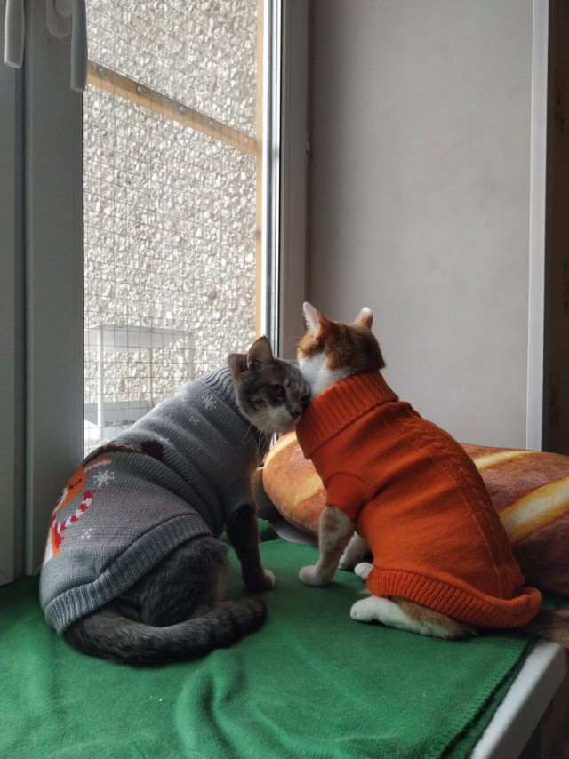 Прикольных котов пост