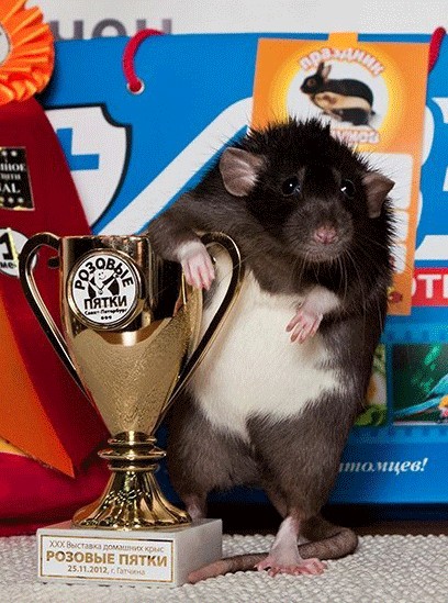 Моя чемпионская крыса