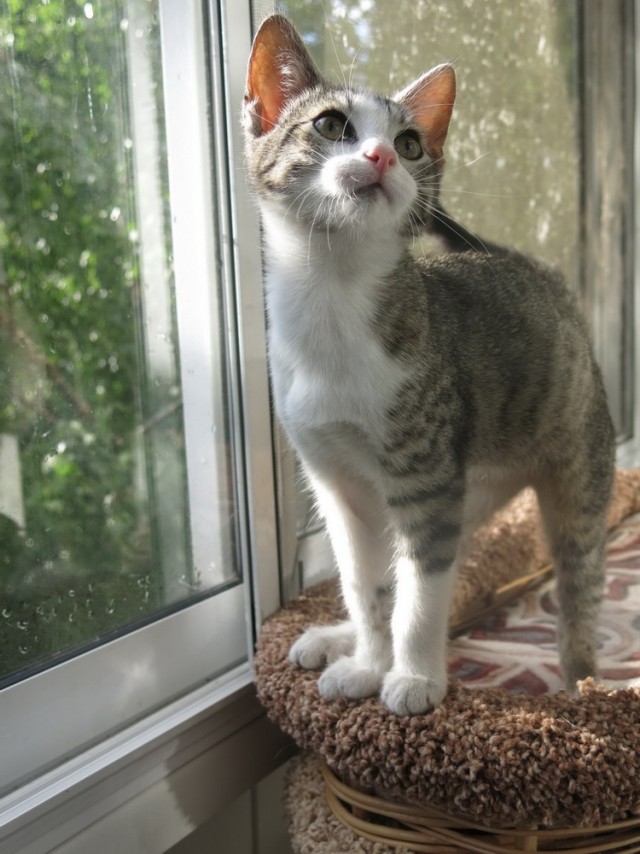 Забавные фото котеек