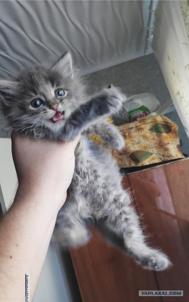 Котёнок, спасённый от угольной дробилки