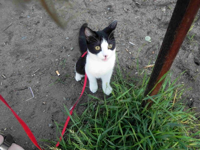Котофеев пост