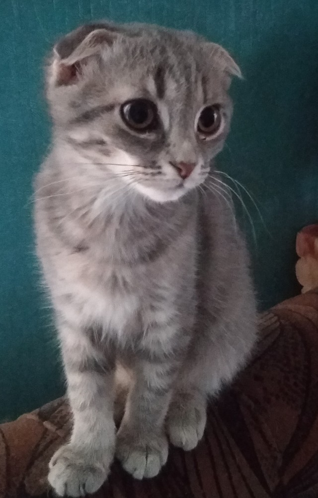 Кот несколько удивлен