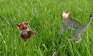 Фотожаба: Кот отакует!
