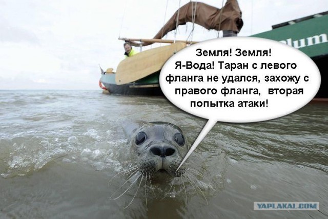 Фотожаба: Испуганый морской котик