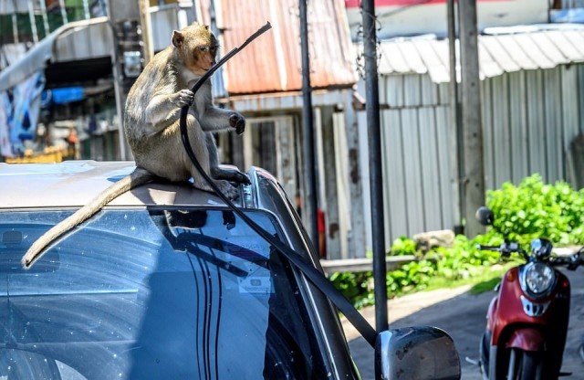 Полчища голодных обезьян захватили город и победили полицейских