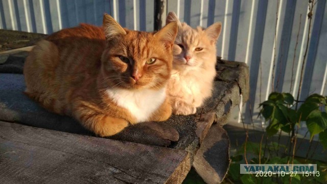 Котовторник 17.11.20